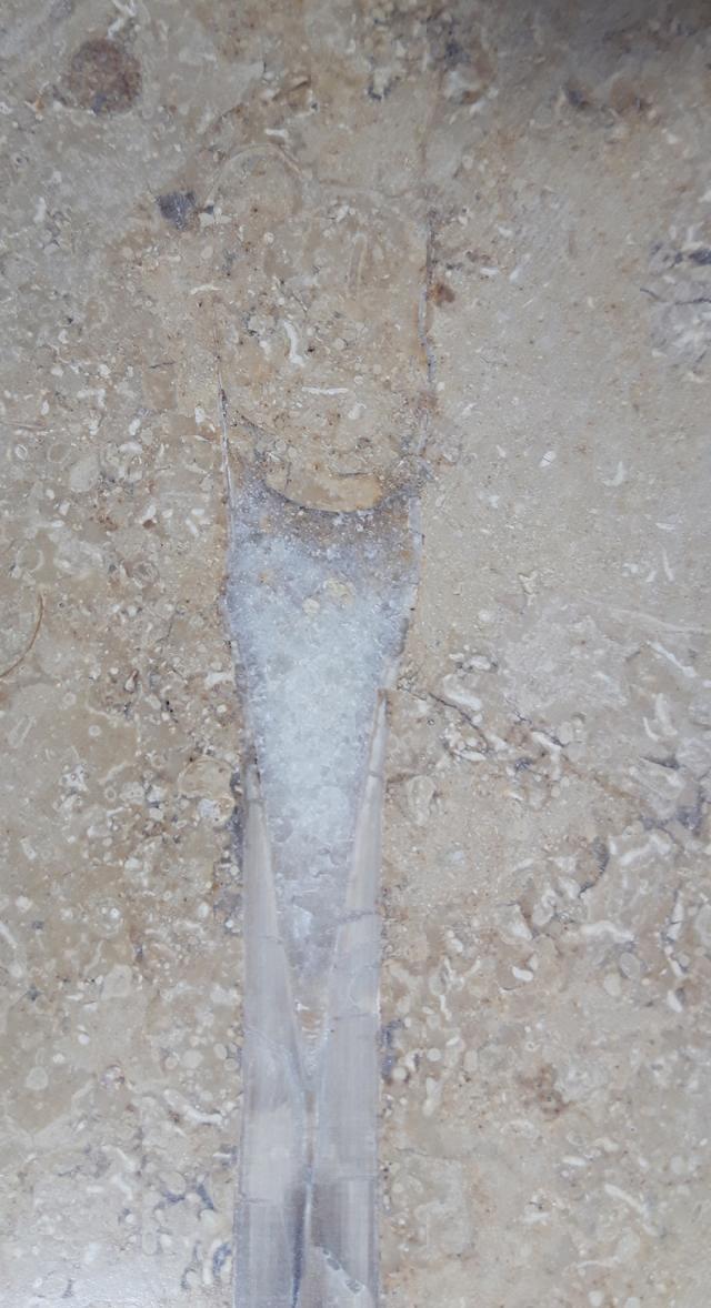 Hibolithes sp. (MONTFORT 1808) - Bild &copy; FossNet FossilienStore